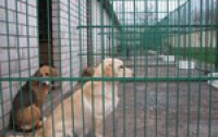 В Донецке на месте свалки появился лучший приют для бездомных животных