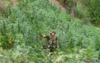 Все больше и больше: перуанская полиция сожгла более 50 тонн марихуаны