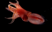 Ученые обнаружили удивительного клубничного кальмара с глазами разного размера