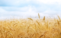 Минагропром прогнозирует сбор зерновых в 2012 году в 40-50 млн тонн