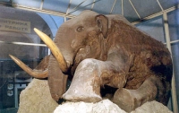 В Сербии нашли древнего мамонта