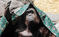 Рыжих бесплатно пустят в британский зоопарк на День орангутанов