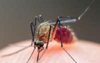 В мире выросла смертность от малярии из-за пандемии коронавируса, – ВОЗ