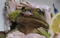 Новое блюдо в Японии: умирающие лягушки 