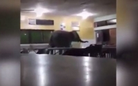 В малазийскую школу забрел слоненок (видео)