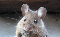 Мыши подсказали ученым, как бороться с болью