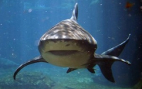 Возле военной базы США завелась акула-убийца