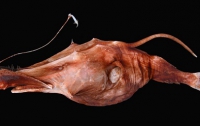 Ученые нашли новый вид глубоководных рыб