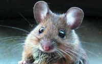 Японские ученые клонировали 26 поколений мышей от одной мыши