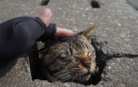 Японские кошки нашли применение асфальту (фото)