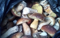 Полицейские изъяли у жителей Киевщины более 40 кг радиационных грибов