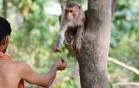 Обезьяна отобрала у мужчины сумку с деньгами и разбросала их с дерева