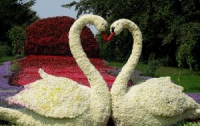 В Киеве на цветы можно будет смотреть только за деньги
