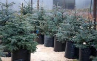 Ноу-хау: в Житомире и Одессе живые новогодние елки будут сдавать в аренду