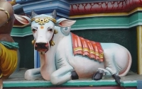 «Священные коровы» на тыловом лугу Минобороны