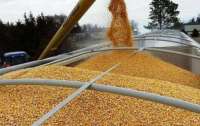 Італія заявила, що російське зерно не вирішить продовольчу кризу