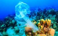Пластика больше в десятки раз на дне океана, чем на поверхности
