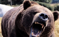Ради уникальной съемки россиянин готов был быть съеденным медведем (видео)