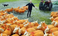 Фермер покрасил 800 овец в оранжевый цвет