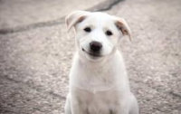 В Николаев для стерилизации собак завезли немецкого врача
