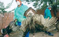 ООН предупреждает о возарвщении птичьего гриппа