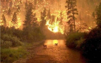 Адское лето в России: в Сибири пожары охватили уже свыше 23 тыс. гектаров