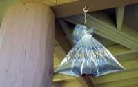Полиэтиленовый пакет может спасти ваш дом от мух