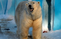 Изможденного белого медведя нашли в 700 километрах от места его обитания