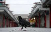В Японии арестовали таксиста, наехавшего на голубя