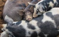 В Херсонской области произошла новая вспышка чумы свиней
