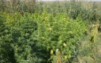 Чиновники Испании хотят заработать на выращивании марихуаны 1336000 евро в год