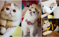 Китайский котик Снупи стал законодателем мод (ФОТО)