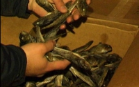 В Виннице изъяли 8 тонн подозрительной рыбы на 145 тысяч гривен