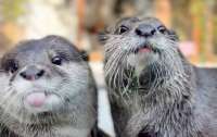 Аналіз ДНК допоміг врятувати азійських видр, які стали жертвами бракон'єрів