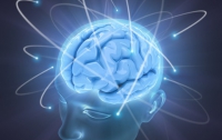 Ученые поняли, от чего зависит интеллект