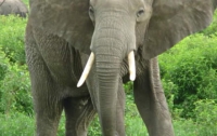 В Индии слона объявили национальным достоянием