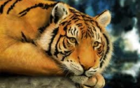 13 министров внутренних дел решили защищать тигров