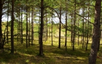 В Ивано-Франковской области запретили въезжать в лес на автомобилях 