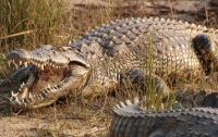 В желудке крокодила нашли останки девушки и рыбака