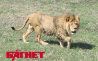 В «Тайгане» выпустили львов на свободу 