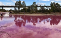 Озеро в Мельбурне стало розовым
