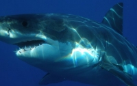У пляжа в Калифорнии акула напала на женщину