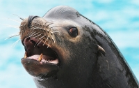 Морской лев утащил девочку в воду на глазах у очевидцев (видео)