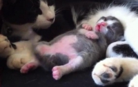 Крошечный котенок делает странные движения во сне (ВИДЕО)
