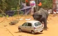 Разгневанный шумом слон разогнал городской праздник