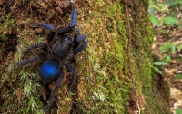 Паук-птицеед: открыт новый вид синих тарантулов