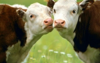 В Украине будут штрафовать селян за коров-«бомжей»