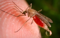 Как комары находят жертв, рассказали ученые