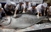 Голубого гигантского тунца продали за $323 тысячи