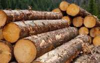 Чиновники Бондаренко, Болоховец и Сахнюк продали леса-кругляка на 160 млн гривен, благодаря коррупционной схеме - эксперт